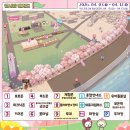 개나리꽃민박 | 보은 벚꽃 축제 충북 벚꽃 명소 개화 만개 현황 실시간 방문 후기