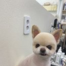 댕댕쌀롱 이미지