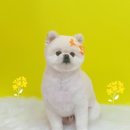 그루미재이 이미지