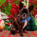 개르띠에 이미지