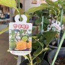 반려식물 다육이 관리법과 테라리움 원예 | 경기도 농업기술원 반려식물반, 초보도 성공하는 비밀