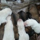 석순농장 이미지