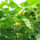 삼박농장 이미지