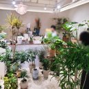 알로애 꽃집 | 할머니 생신 선물 추천 청주 꽃집 호접란 서양난 조경숙 플라워 cksflower 내돈내산 후기