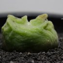 conophytum ernstii ssp. cerebellum PVB.10043 이미지