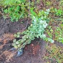 달랏(DA LAT) 이미지