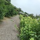 꽃순이농장 이미지