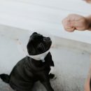 강아지탐험대 이미지