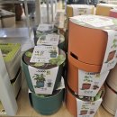 자라는 씨앗 | 다이소 씨앗 식물키우기 깻잎 방울토마토 세달 후기 추천해요