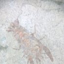 영월화석박물관 이미지