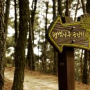 청아편백
