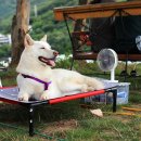 애견호텔 나무야 이미지