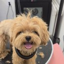 그루밍140 이미지