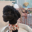 퍼피멜로디 이미지