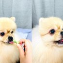 신진덴탈 이미지