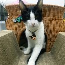 반석동물병원 이미지