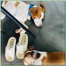 아이조아요양보호소 전남광주점 | 나주강아지보호소 다양한 상황속에서