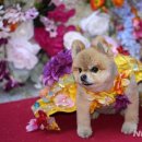 우아하개 이미지