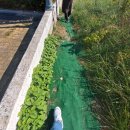 까치와 산토리나 이미지