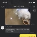 디얼독 이미지
