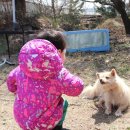 순흥애꽃 이미지