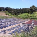 김종군농장 이미지