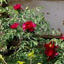 하늘아래 첫동네 이미지