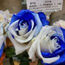 스노우폭스플라워강남 이미지