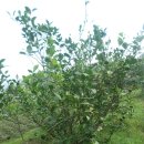 석동농장 이미지