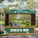 대기목장 | 미야자키 가볼 만한 곳 추천 타카치호 목장 체험 솔직후기