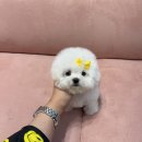 럽댕 강아지분양 이미지