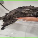 이쁘개 애견샵 이미지