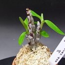 중지천 티스토리