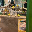 월드피시 | 모모쥬 동물원 제주신화월드점 제주도 카피바라 본 후기✨