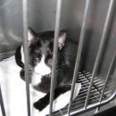 연서 동물병원 이미지