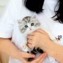 분당고양이분양 고사남 이미지