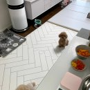 봄이 아빠의 댕댕이 간식 이미지