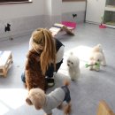 mm애견공방 이미지