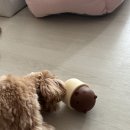 몽이네 | 강아지 노즈워크 장난감 몽이네 애견 공놀이 후기