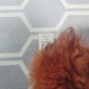 쥬라기동물병원 이미지