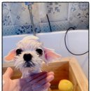 모든애견미용실 이미지