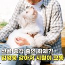 천사펫하우스 | 산골총각 출연 때문에 후회? 임영웅 강아지 시월이 견종 꼬동 드 툴레아 특징 사연