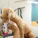 왈왈 살롱 이미지