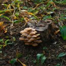 10월의 버섯 - 팽나무버섯(Flammulina velutipes) 팽이버섯 이미지
