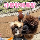 올라알파카 카페 | 가평양떼목장에서 알파카랑 인생샷! 먹이체험 동물체험 아이와함께 가평여행 후기