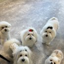 개버드 스쿨 이미지