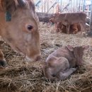 지당목장 이미지