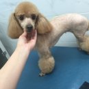 24시청주i동물병원 이미지