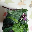 한라봉브로콜리 이미지