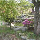 숲속에 아침 이미지